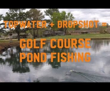 Golf Course Pond Fishing -- Top water + Drop shot