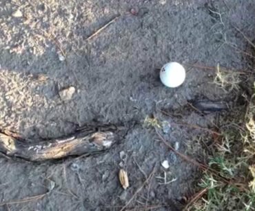 No Root Rule in Golf