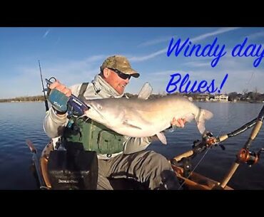 Windy Day Blues !