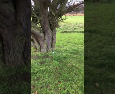 Quiz 4 (The Rules of Golf). Unplayable close to tree