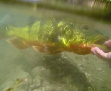 MONSTER SOUTH FLORIDA PEACOCK BASS