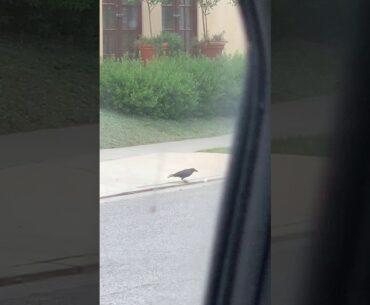 Crow playing with golf ball...