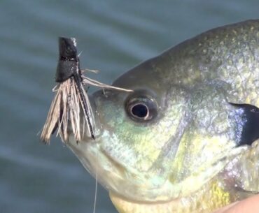Panfish Porn - Fly Fishing for Bluegill Bream on Fly