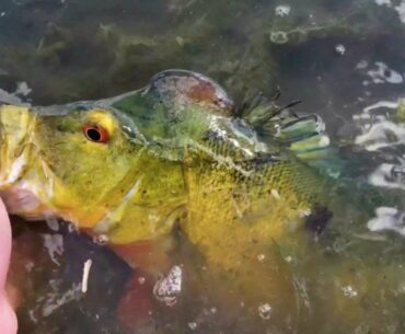 *OPEN WATER* Peacock Bass Fishing in South Florida