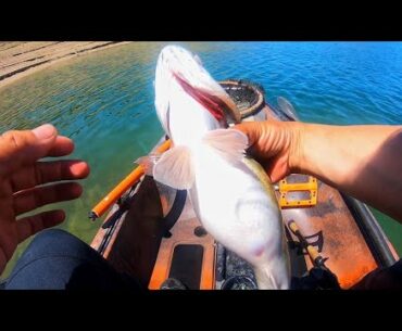These bass were about to POP (Summer Fishing on New Melones)