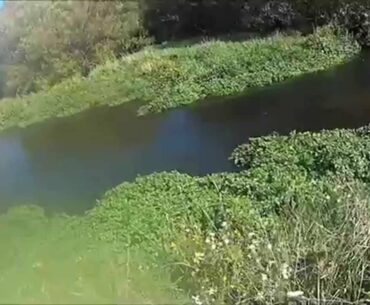 Fly Fishing in a small spring creek catch Good size brown Trout.www.canterburyfishingguides.co.nz