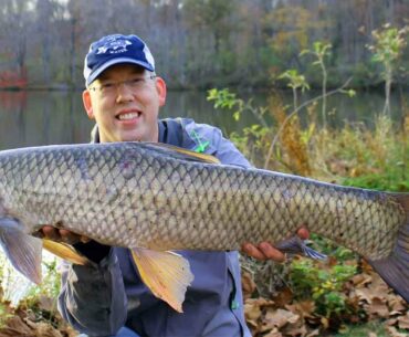 How to catch grass carp - Grass carp fishing - Fishing for grass carp