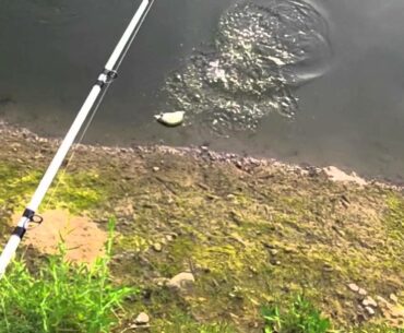 Early Morning Topwater Bass Fishing