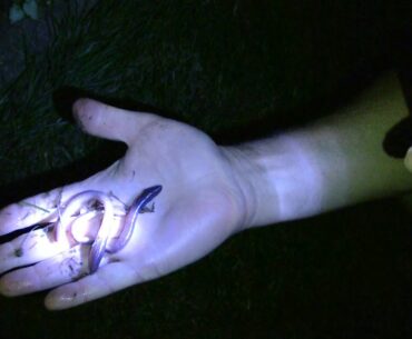 How to Catch Worms - Catching Nightcrawlers at Night