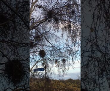 Quiz 8 (The Rules of Golf). Ball maybe in tree