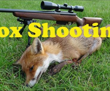 Fastest Fox in the West Midlands