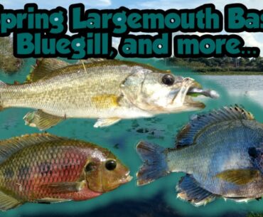 Spring Time Largemouth Bass, Bluegill, and More