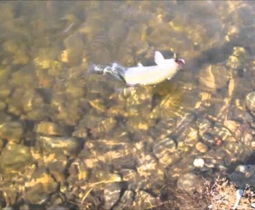 Flyfishing at the Pond