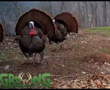 Real Turkey Gobbles, Clucks, Purs For Turkey Calling Practice @GrowingDeer.tv
