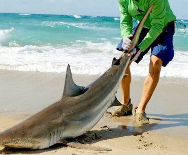 Catching Sharks from the Beach & How it Started
