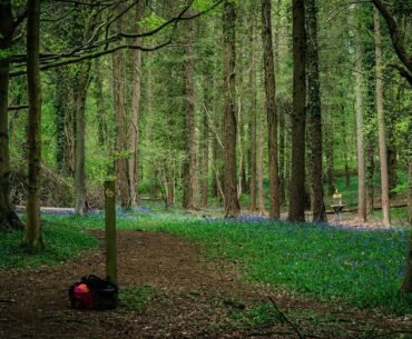 Latitude Fuse in bluebell woods [seeing disc golf lines]