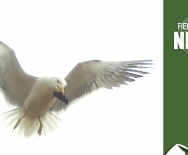 Shooting seagulls: how Natural England has got it wrong