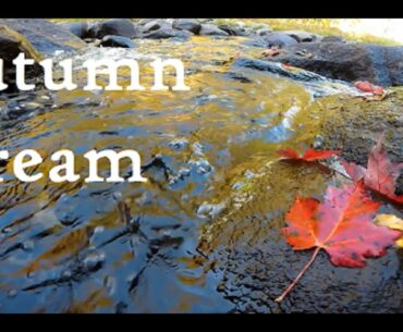 Peak Vermont Foliage and an Autumn Stream
