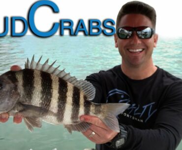 How to Catch Sheepshead | Best Bait To Use | Fishing for Sheepshead Inshore Fishing