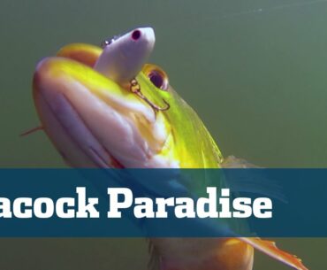Peacock Bass Florida Canals Tips Tackle - Florida Sport Fishing TV