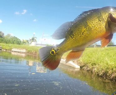 South Florida Peacock bass madness