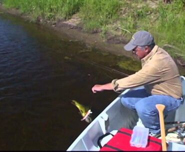 A big small-river walleye