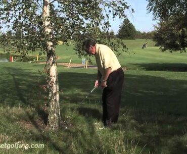 Golf Ball by a Tree - Golf Instruction from PGA Pros