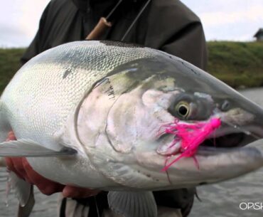 How to Catch Silver Salmon - OPST