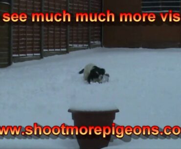 New Pigeon shooting decoying inventions tactics shotgun