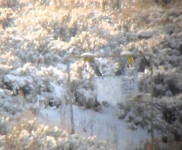 600-900 Yards Shooting Steel