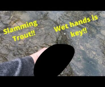 Oatka Creek Brown Trout Fishing Slam!!!