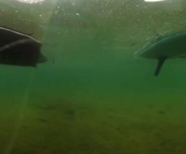Underwater Fish lake Utah in Virtual Reality - Kayak Meets SUP