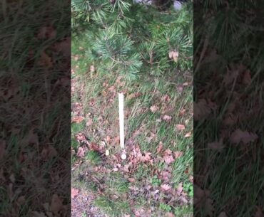 Quiz 14 (The Rules of Golf). Move white stake before stroke