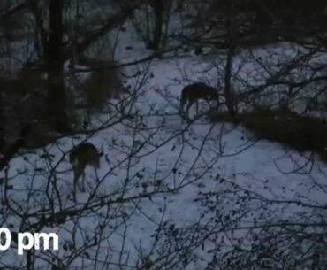 November 29th Evening Hunt - A winter evening hunt and a look at one of our food plots.