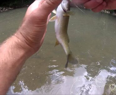 Warm Water Fly Fishing in Pennsylvania 2012-2HD