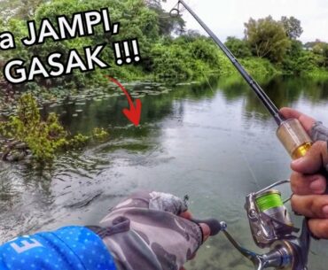 GUNA JAMPI GASAK PEACOCK BASS CENDOL Clear Water Sanctuary