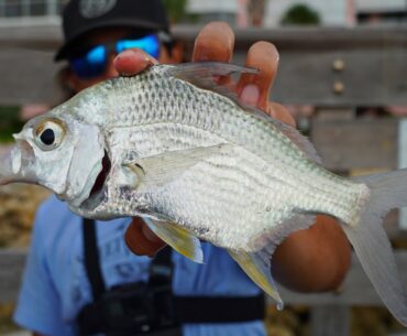 Fishing LIVE Mojarra and SNAPPER for GIANT SNOOK