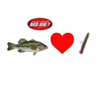 These pond bass LOVE the NED RIG!