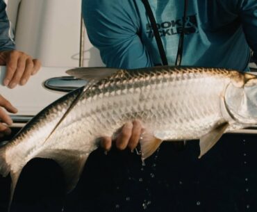 Unfathomed - Crazy Tarpon Bite in Freshwater