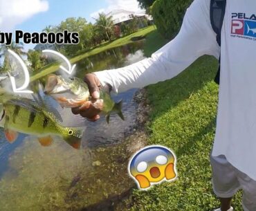 INSANE School of *BABY* Peacock Bass!