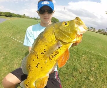 Insane Amazon Peacock Bass|| Sight Fishing Session!!!