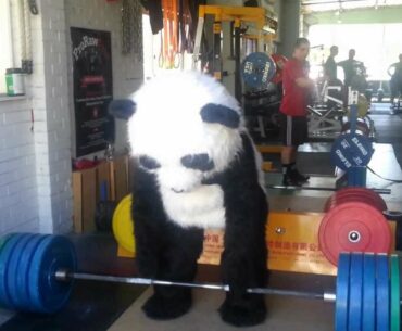 Powerlifting Panda pulls 200kg at PTC