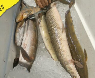 BEST FISH BAIT in THE WORLD (Freshwater Fishing tips)