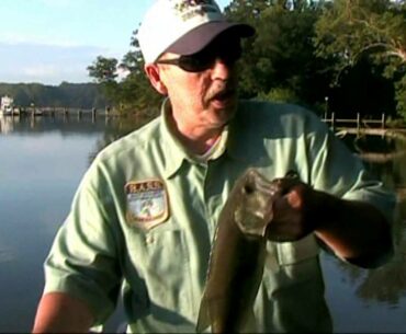 UPPER BAY SASSAFRAS RIVER CONFIDENCE AND TACTICS THE BASS COLLEGE