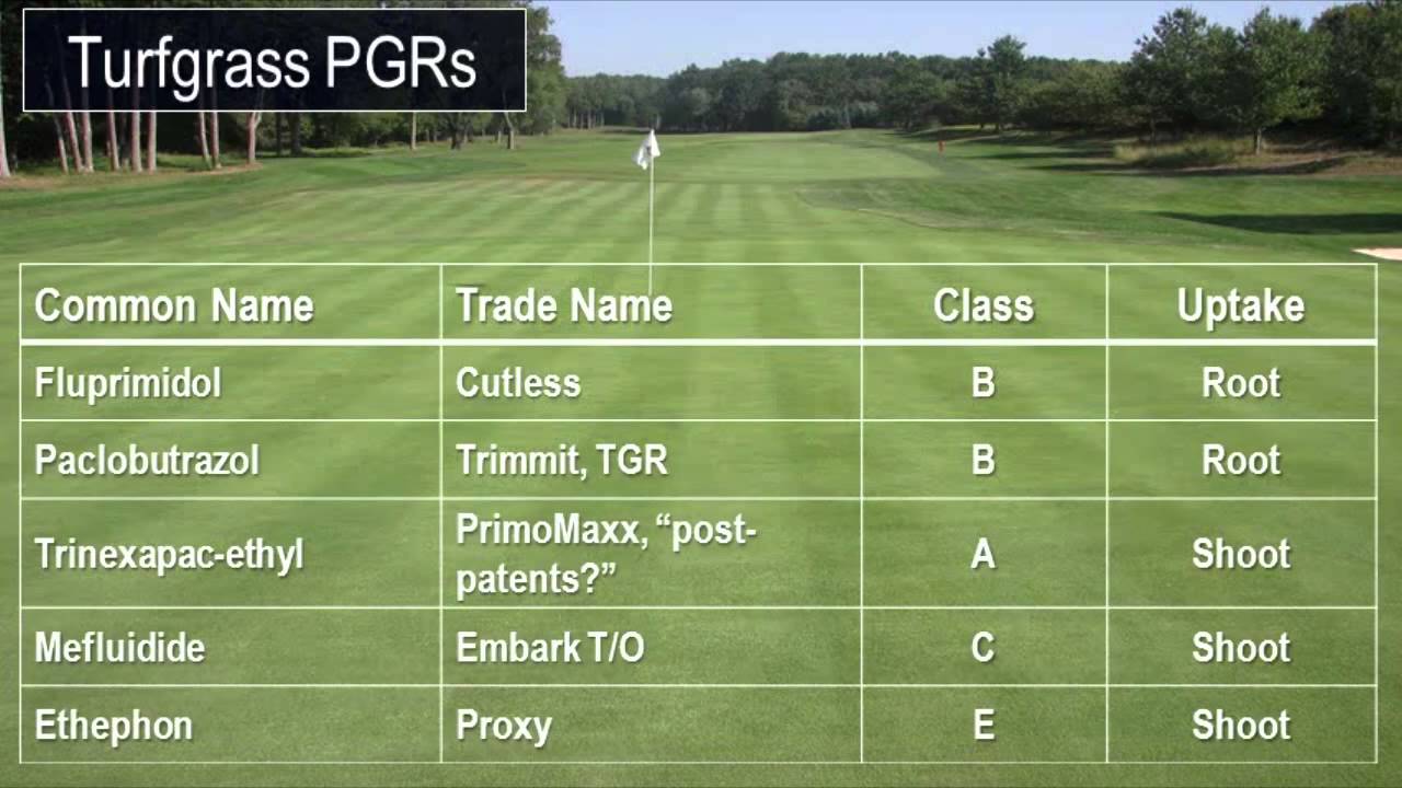 Webcast: Poa annua Control on Putting Greens Webcast: Poa annua Control on Putting Greens