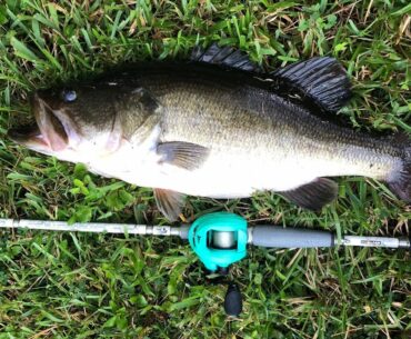 GIANT BASS CAUGHT IN SOUTH FLORIDA (DOUBLE DIGIT?!)