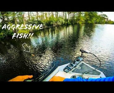 Catching AGGRESSIVE PREDATOR Fish on TOPWATER While PREFISHING For a BASS TOURNAMENT!!!