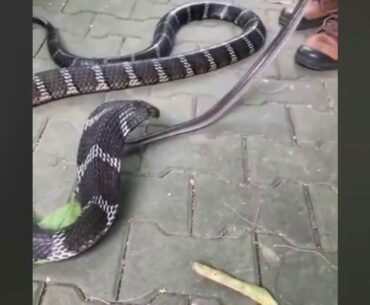 Cara  King Cobra Makan