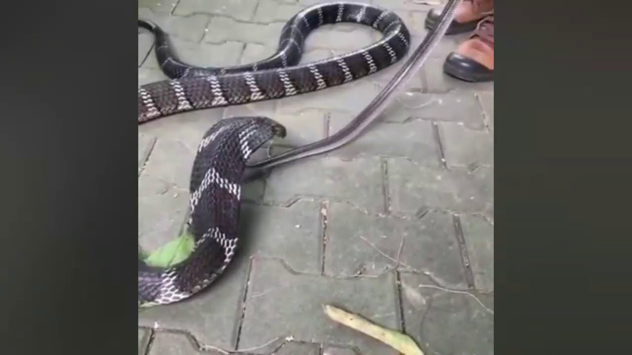 Cara King Cobra Makan Cara King Cobra Makan