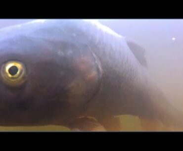 Carp On! Episode 3